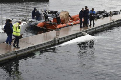 Personal de la Estación Naval militar de A Graña, en Ferrol, ha encontrado a primera hora de este viernes el cuerpo a flote de una ballena. SECRETARÍA TÉCNICA