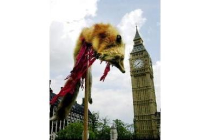 Manifestantes contra la caza del zorro muestran a un ejemplar muerto ante el Big Ben de Londres