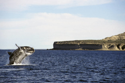 Imagen de una ballena en la Patagonia argentina. Avampini - V&W