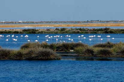 Doñana está en peligro, hasta las aves se han dado a la fuga de este refugio único, el mayor espacio protegido del sur de Europa. EFE