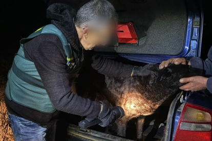 La Guardia Civil toma muestras de los perros implicados en el suceso. GC