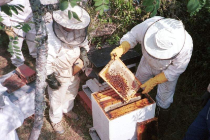 Imagen de archivo de apicultores realizando una inspección en una colmena. DL