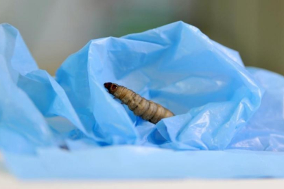Una larva de la polilla de la cera sobre una bolsa de poliestireno de baja densidad, en un experimento del CSIC. Los investigadores han comprobado su gran capacidad para degradar el duro plástico.