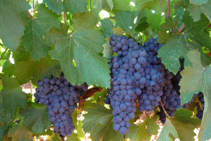 Racimos de uva en una cepa de Prieto Picudo dispuesta en espaldera en una viña de Valdevimbre. DO LEÓN