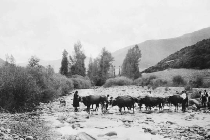 Cuatro parejas de bueyes y vacas extraen de la Riguera Bichera una gran piedra que serviría como pila o comedero. José y Francisco G. Rubio