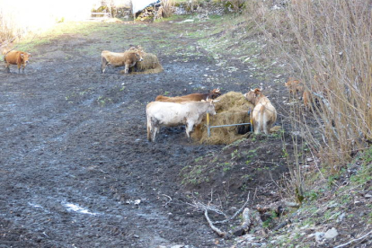 Imagen que muestra el estado en el que están las vacas de Baldomero López. DL