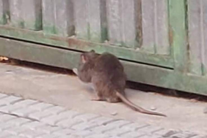 Un roedor de gran tamaño en la zona. DL