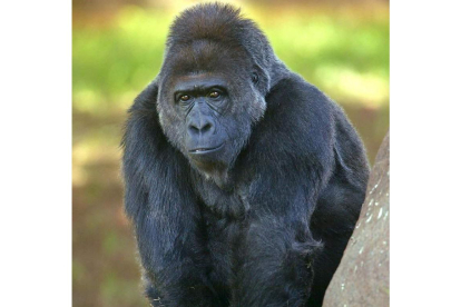 Los gorilas indican al resto del grupo y a otros grupos su tamaño dándose golpes en el tórax. ludbrook