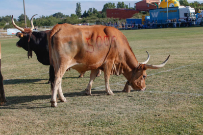 Una de las vacas del concurso.  MIGUEL F. B.