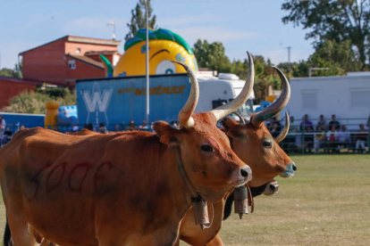 Imagen de las vacas que protagonizaron el singular concurso. MIGUEL F. B.