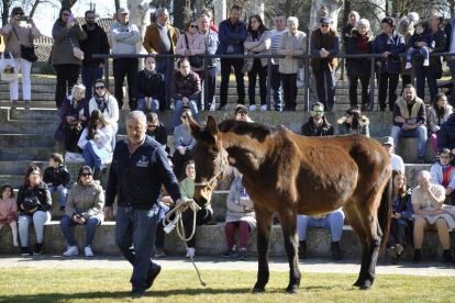 Imagen del concurso de burros zamorano-leoneses. DL