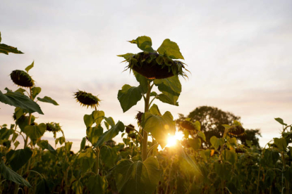 Los girasoles bajan sus cabezas y comienzan a secarse cuando el peso de esta parte es elevado. ICAL