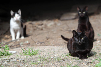 Un grupo de gatos fotografiados en un pueblo del entorno de Ponferrada. ANA F. BARREDO