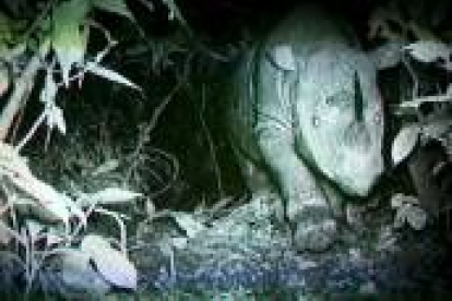 Imagen del Fondo Mundial para la Naturaleza (WWF) de un rinoceronte de Sumatra en la jungla malaya