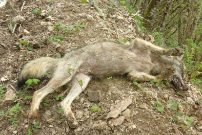 Imagen del lobo envenenado, en la senda donde apareció, cerca de una corriente de agua. DL