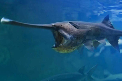 Un ejemplar de pez remo, una especie autóctona del río Yangtsé que ha sido declarado extinguido.