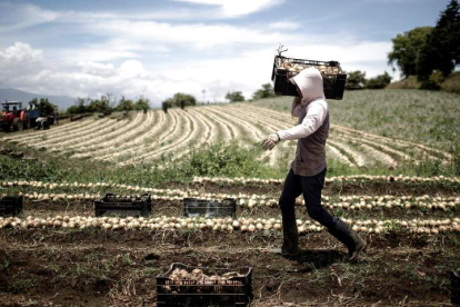 Una persona nacida fuera de España trabaja en un campo de cultivo. JEFFREY ARGUEDAS