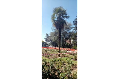 Los árboles han sido replantados en el paseo de la Condesa de Sagasta. J. NOTARIO