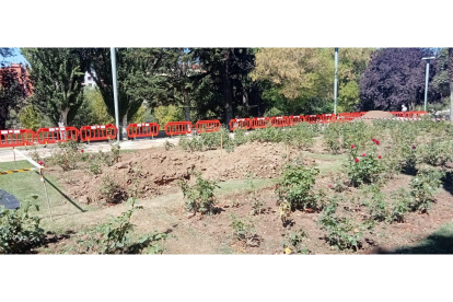 Los árboles han sido replantados en el paseo de la Condesa de Sagasta. J. NOTARIO