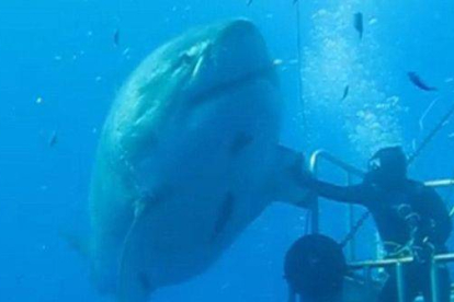 El vídeo del gigantesco tiburón blanco, en la isla de Guadalupe (México).