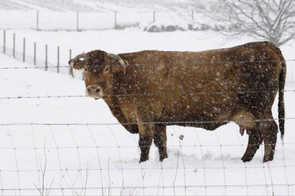 Una vaca pasta en un prado que se encuentra nevado en Lugo, Galícia.