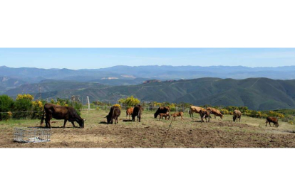 Varios ejemplares de Mantequera Leonesa pastan en un monte de Sotillos de Cabrera (municipio de Benuza). DEPARTAMENTO DE PRODUCCIÓN ANIMAL ULE