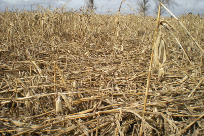 Imagen de un campo de maíz en la provincia. DL