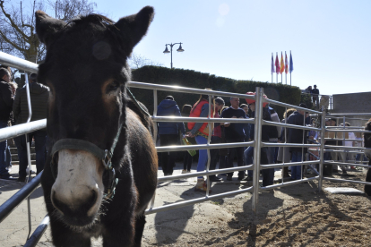 La Feria de Febrero de Valencia de Don Juan volvió a sus orígenes con la celebración del III Concurso-exhibición de burros zamorano-leoneses en un abarrotado auditorio del Castillo. A.V.D.J.