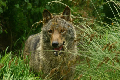 Un lobo en la provincia de León. DL