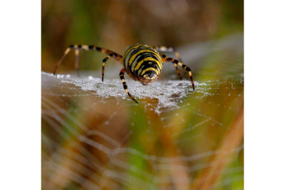 Una araña teje su tela cerca de Katterbach (Alemania). DANIEL KARMANN