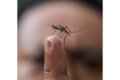 Estudios indican que lo mejor contra los mosquitos son los insecticidas. AHMAD YUSNI