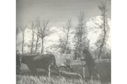 Mujer arando en Torrebarrio en 1956. J. R LUEJE / MUSEO DEL PUEBLO ASTURIANO