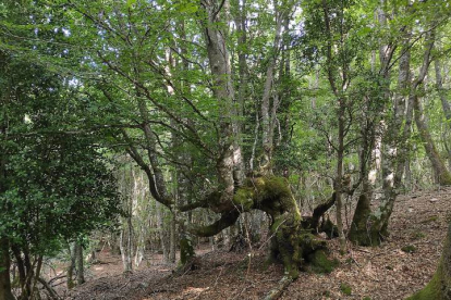 Bosque de Pardomino. DL