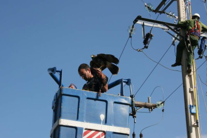 Un operario retira a un águila atrapada en unos cables en Hiergas de Gordón. BARRIO PLANILLO.
