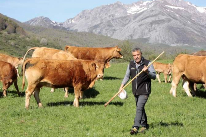 El ganadero Daniel Puerta, con su ganadería. CAMPOS