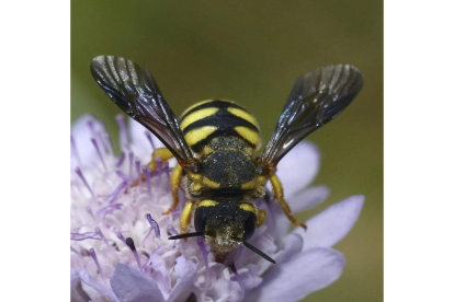 Hay más especies de abejas en el hemisferio norte que en el sur, y más en ambientes áridos y templados que en los trópicos. david genoud
