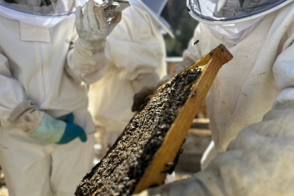 Las abejas ibéricas son las únicas capaces de polinizar el cien por cien de la flora de España, según los responsables de Smart Bees. SMART BEES