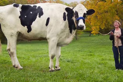 La vaca más alta del mundo ha muerto tras entrar en el libro Guiness de los récords.