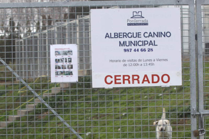 La perrera municipal de Ponferrada se encuentra en la actualidad al límite de su capacidad