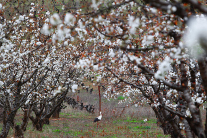 Con San Blas llegaron las cigüeñas y en marzo florecen los árboles. Ya es primavera en el Bierzo y eso se nota, se huele, se siete y se saborea. Huele a cerezos y a almendros, huele a sol, huele a perales en flor, huele a lo que huelen las flores y ello o