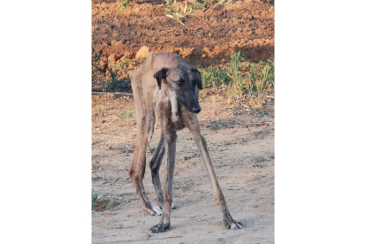 Un galgo abandonado intenta sostenerse en pie. EL BURRITO FELIZ