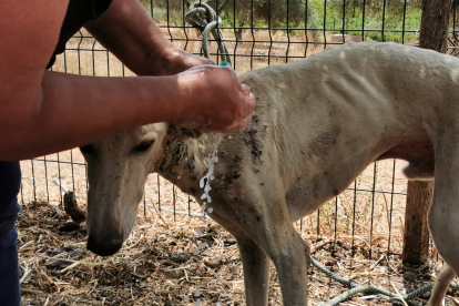 Voluntarias refrescando a un galgo afectado. EL BURRITO FELIZ