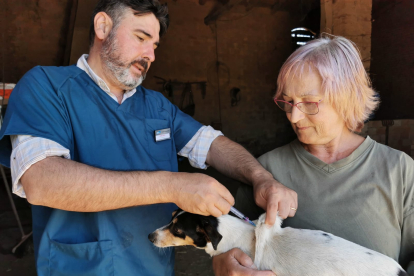 Un veterinario atiende a un perro en el Santuario. EL BURRITO FELIZ