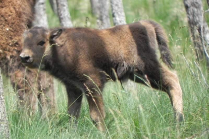 El pequeño bisonte nacido en Valdehuesa. DL
