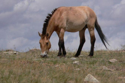 Un caballo de Przewalski en la actualidad.
