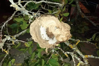 Nido de Velutina retirado de un árbol en el municipio de Arganza. DL