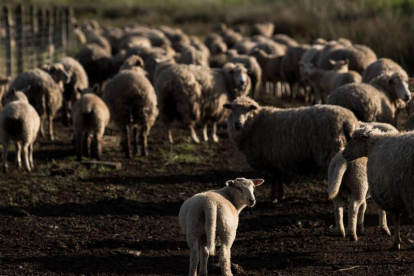 Rebaño de ovejas después del pasto. EFE