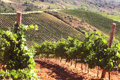 Una plantación de viñedos en la comarca del Bierzo. ana f. barredo