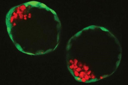 Embriones artificiales cultivados en laboratorio