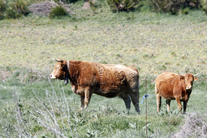 Vacas limusinas en los prados de León. Marciano Pérez